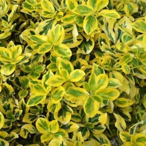 EUONYMUS fortunei 'Emerald'n Gold'