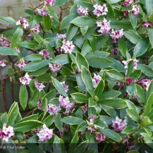 DAPHNE odora 'Aureomarginata'
