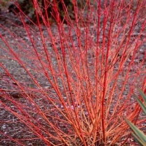 CORNUS sanguinea 'Midwinter Fire'