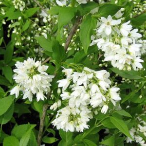 DEUTZIA gracilis