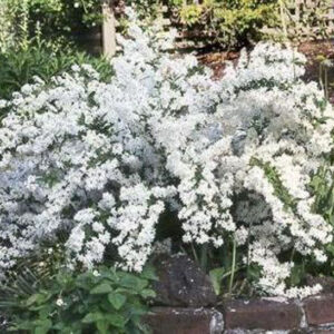 DEUTZIA x 'Crenata Nikko'