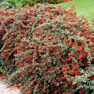 COTONEASTER franchetii