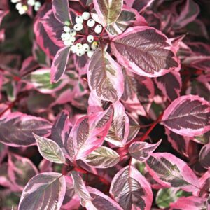 CORNUS alba 'Sibirica Variegata'