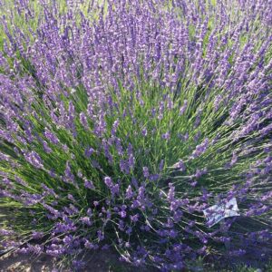 LAVANDULA x intermedia 'Dutch'