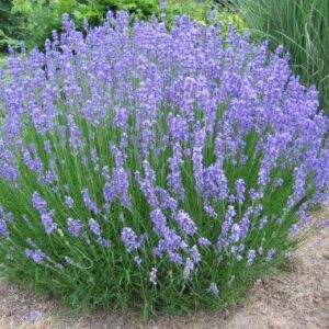 LAVANDULA angustifolia 'Grosso'