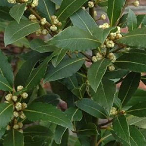 LAURUS nobilis
