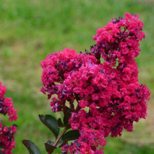 LAGERSTROEMIA indica 'Fuchsia d'été'