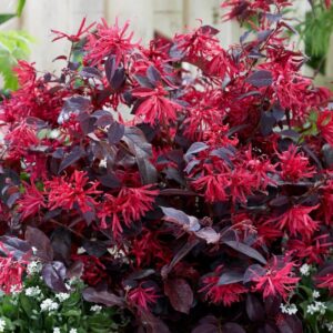 LOROPETALUM 'Fire Dance'