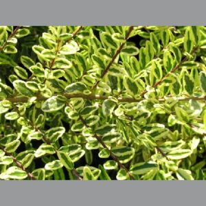 LONICERA nitida 'Lemon Beauty'