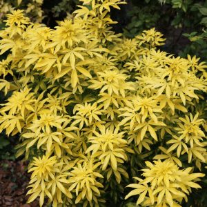 CHOISYA ternata 'Goldfingers'