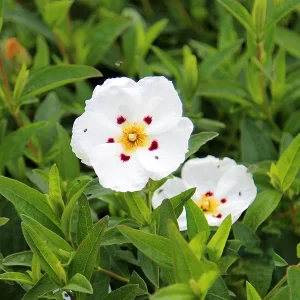 CISTUS x 'Decumbens'