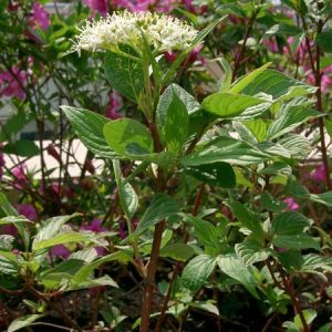 CORNUS alba 'Sibirica'