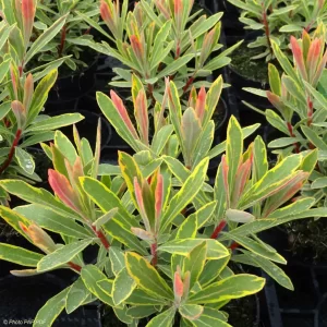 EUPHORBIA amygdaloides 'Ascott Rainbow'®