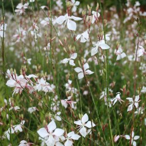 GAURA lindheimeri