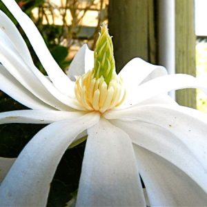 MAGNOLIA stellata 'Royal Star'