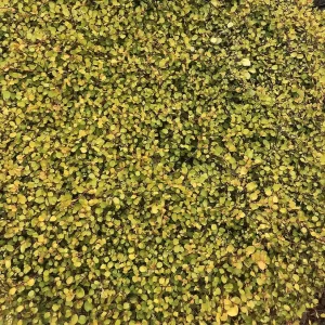 MUEHLENBECKIA complexa 'Golden Girl'