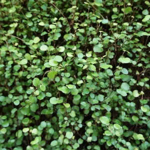 MUEHLENBECKIA complexa 'Sealand Compact'