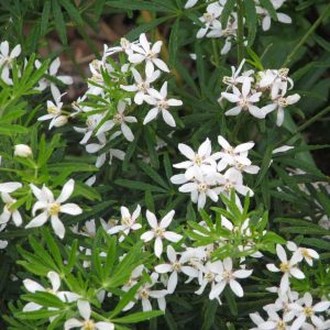CHOISYA ternata 'White Dazzler'