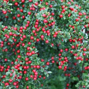 COTONEASTER radicans 'Eichholz'