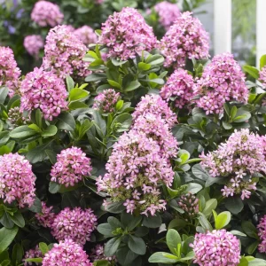 ESCALLONIA 'Pink Elle'