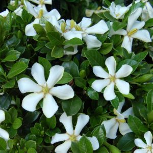 GARDENIA jasminoides 'Highlights Pinwheel'®