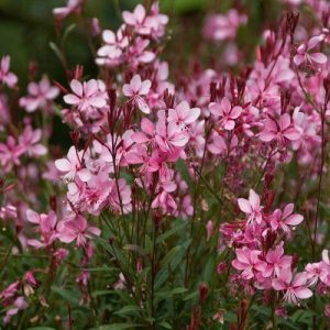 GAURA 'Compact Pink'