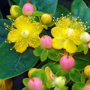 HYPERICUM x inodorum 'Miracle Blossom'®'