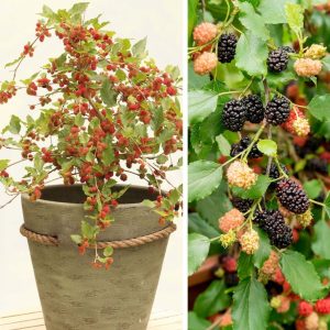 MORUS rotundiloba MOJO BERRY ®
