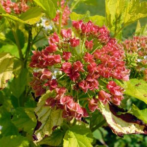 PHYSOCARPUS opulifolius 'Angel Gold'