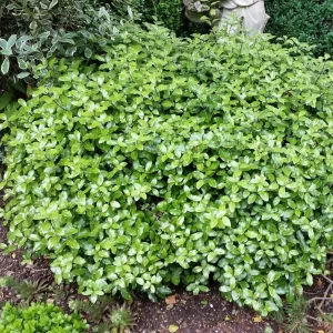 PITTOSPORUM tenuifolium 'Golf ball'