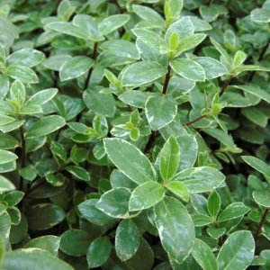 PITTOSPORUM tenuifolium 'Silver ball'