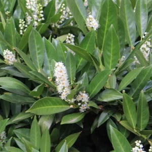 PRUNUS laurocerasus 'Caucasica'