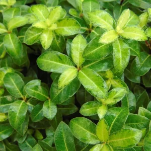 PITTOSPORUM tenuifolium 'Golden Ball'