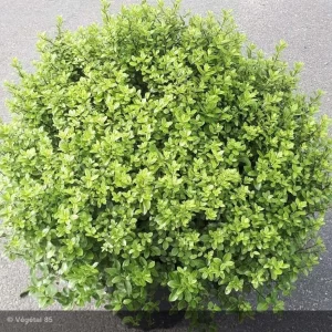 PITTOSPORUM tenuifolium 'Midget'