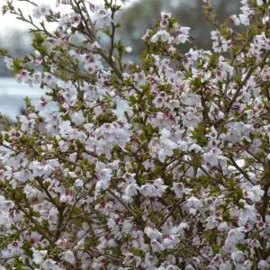 PRUNUS incisa 'Kojo No Mai'