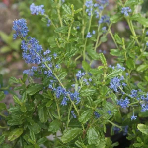 CEANOTHUS x 'Italian Skies'