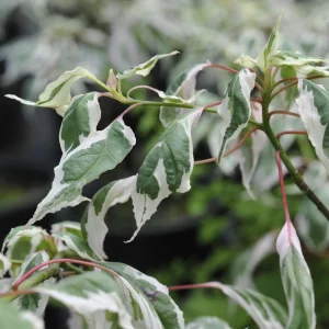 CORNUS alternifolia 'Argentea'