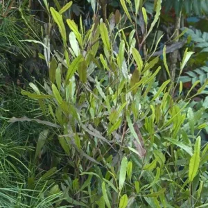 DODONAEA viscosa 'Purpurea'