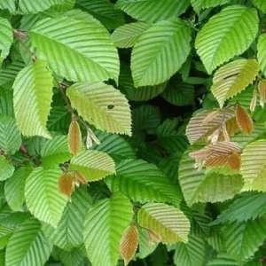 CARPINUS betulus