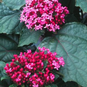 CLERODENDRUM bungei