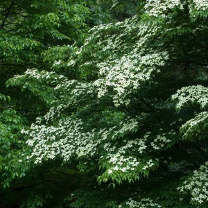 CORNUS kousa