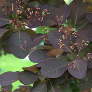 COTINUS x dummeri 'Grace'