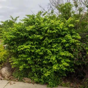 EUONYMUS alatus 'Compactus'