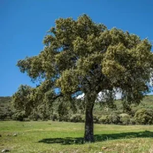 QUERCUS ilex