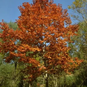 QUERCUS rubra