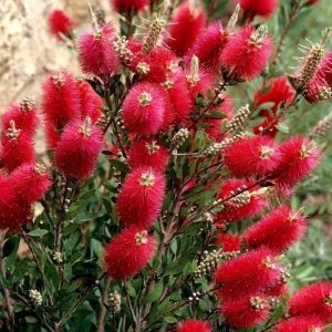 CALLISTEMON masotti 'Mini Red'