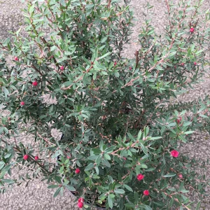 LEPTOSPERMUM scoparium 'Winter Cheer'