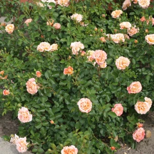 ROSA Cubana 'Korpatetof'