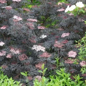 SAMBUCUS 'Black Lace'