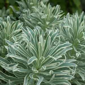 EUPHORBIA characias 'Glacier Blue'
